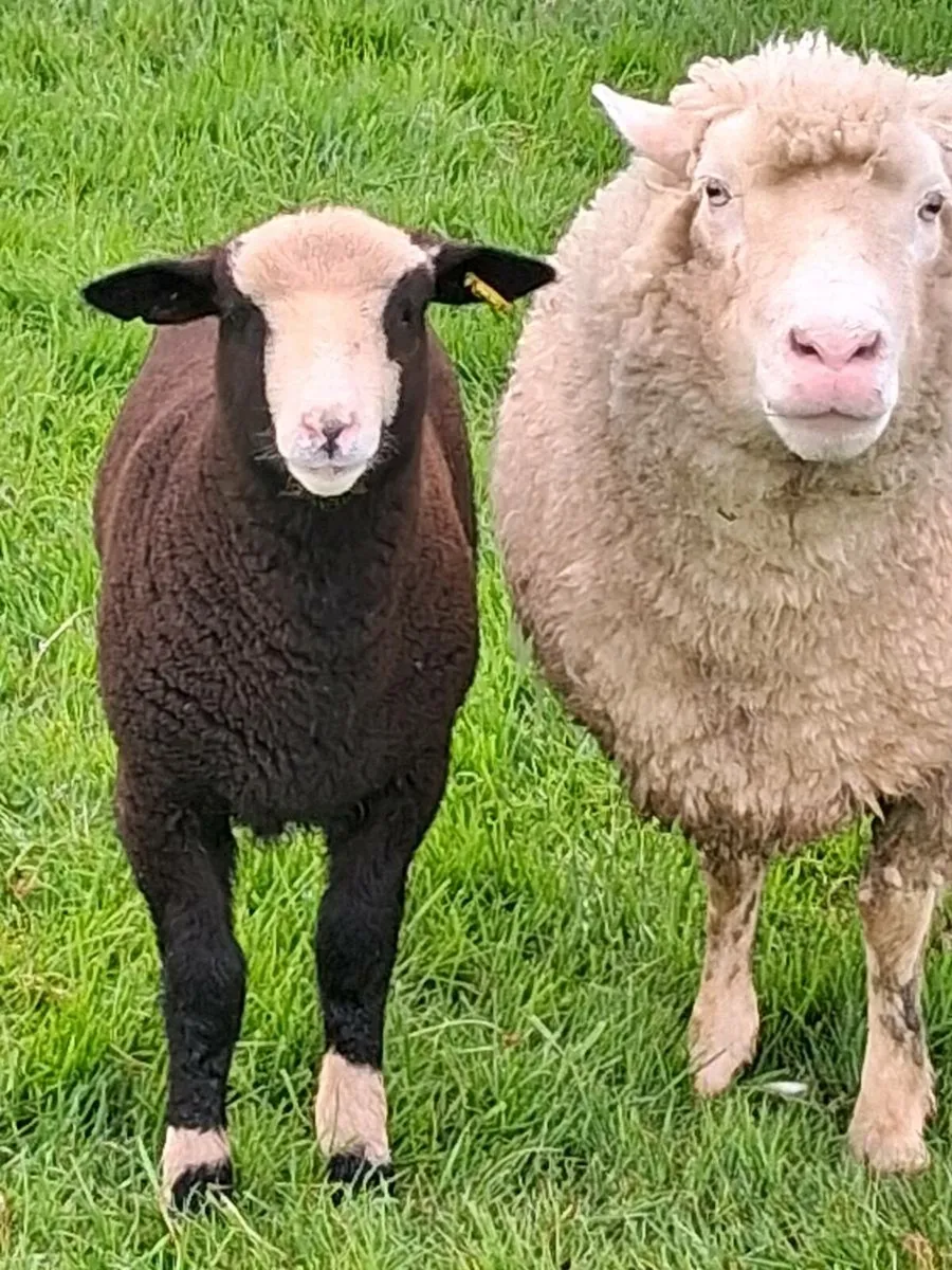 Zwartble ram - Image 2