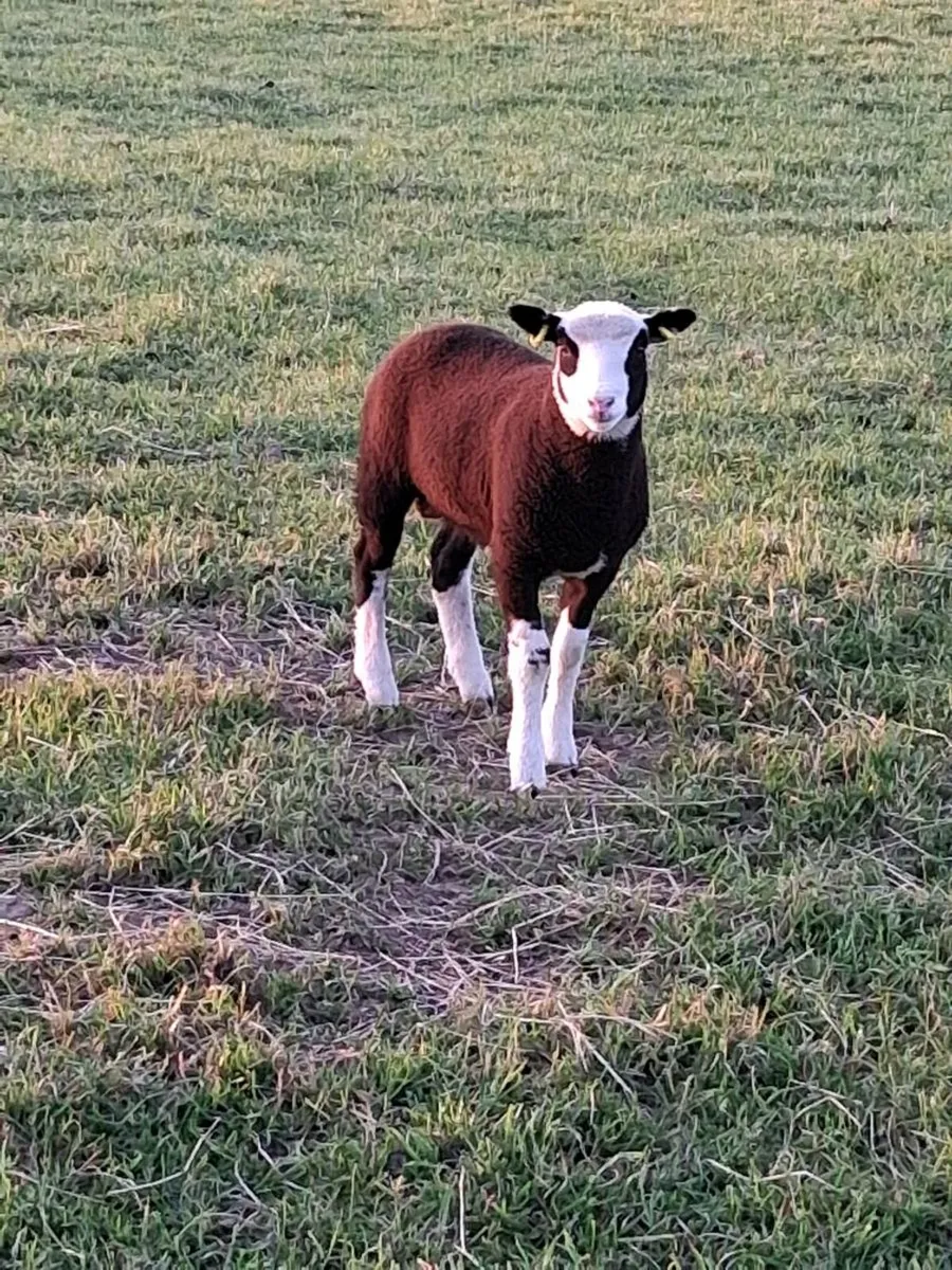 Zwartble ram - Image 3