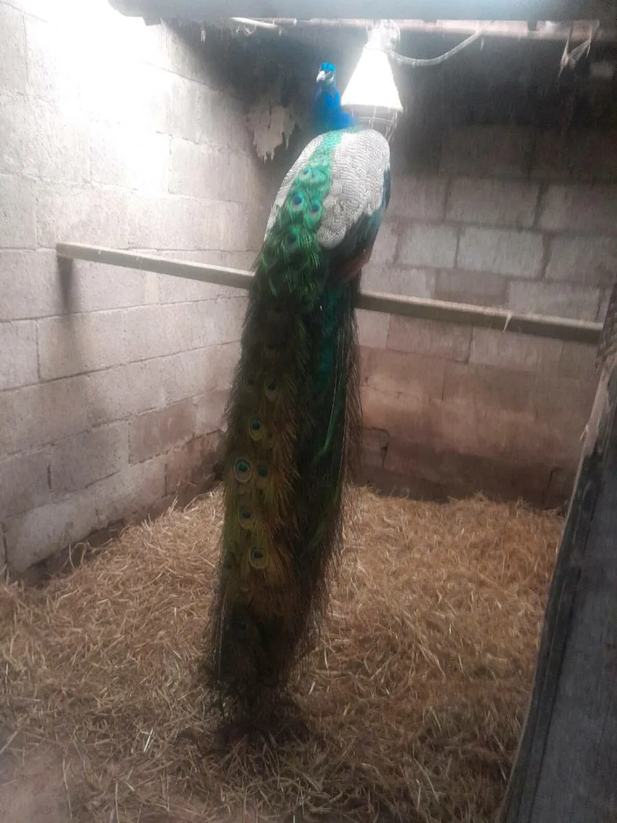 Last 2  indian blue peafowl pairs - Image 2
