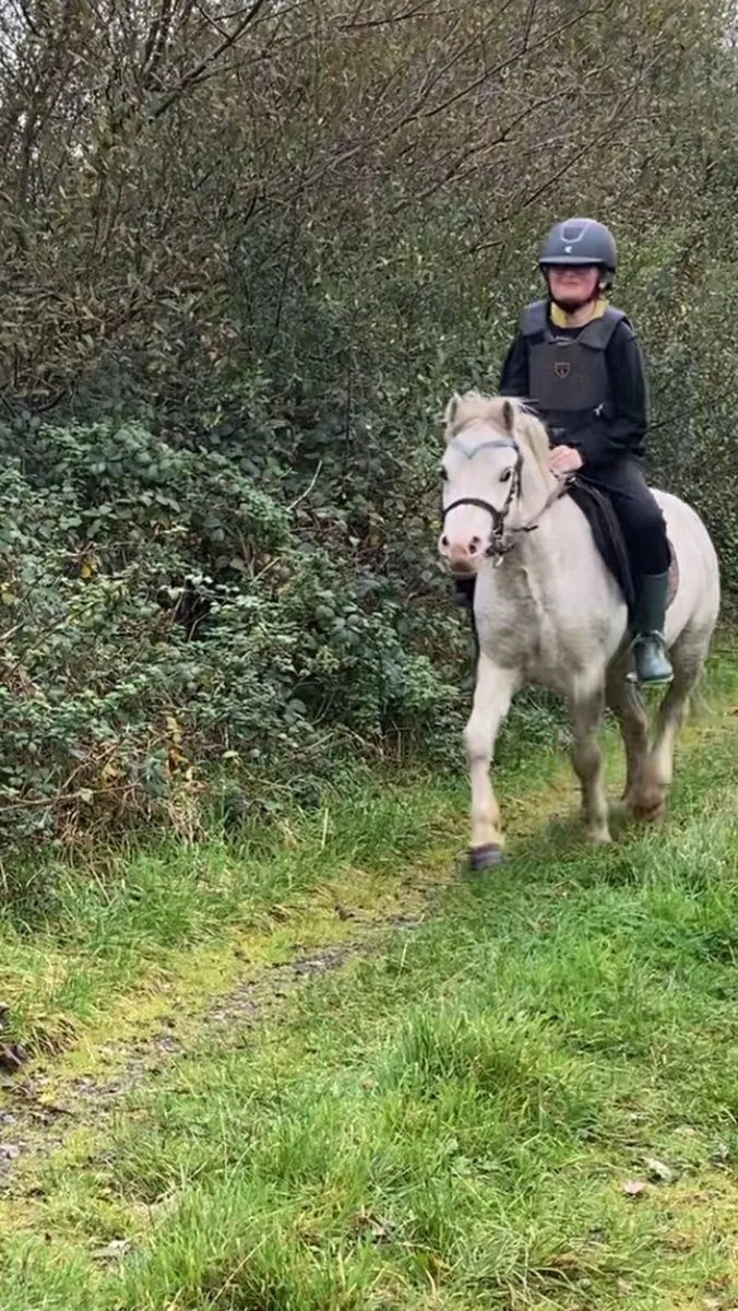 Greys riding 4sale0877445094 - Image 3