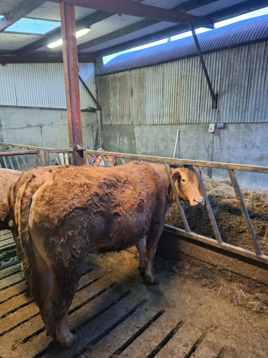 2yr old Breeding  hefier - Image 1