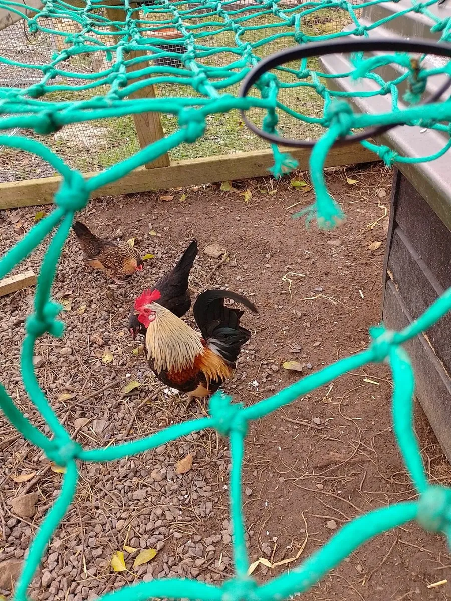 Old english bantam hens with chicks  €30 - Image 2
