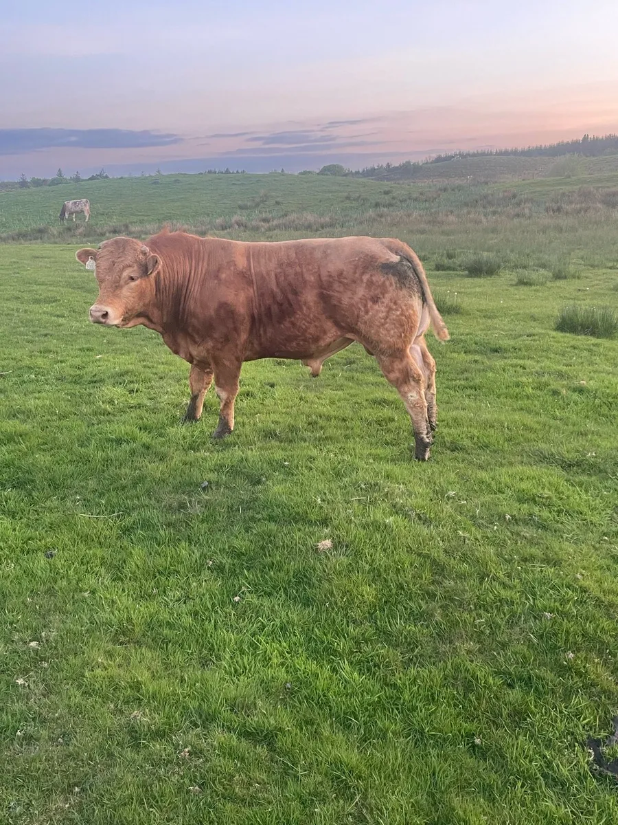 PBR LIMOUSIN BULL - Image 1