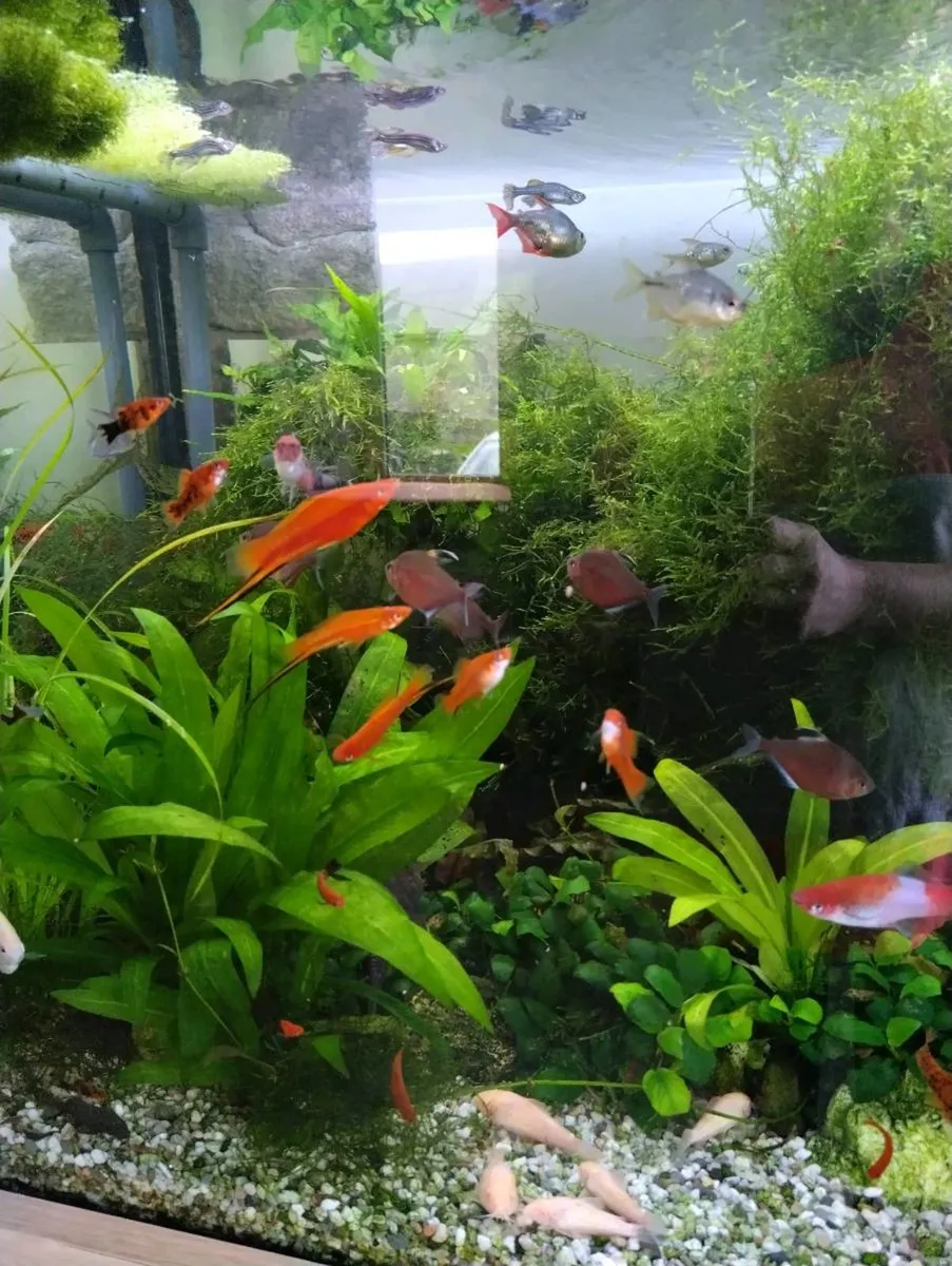 Tropical water fishes, shrimps, snails and Plants. - Image 4