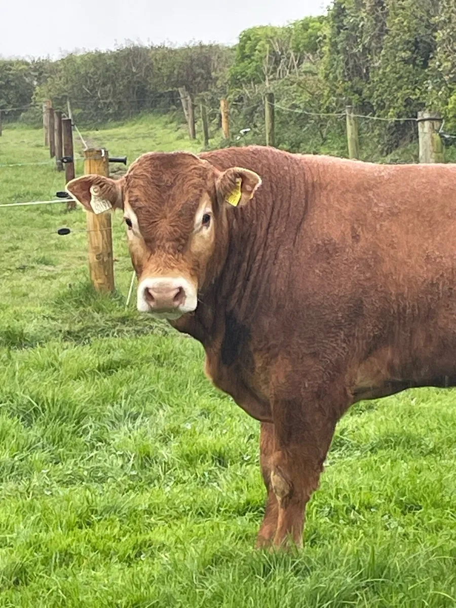 PBR limousin bull - Image 1