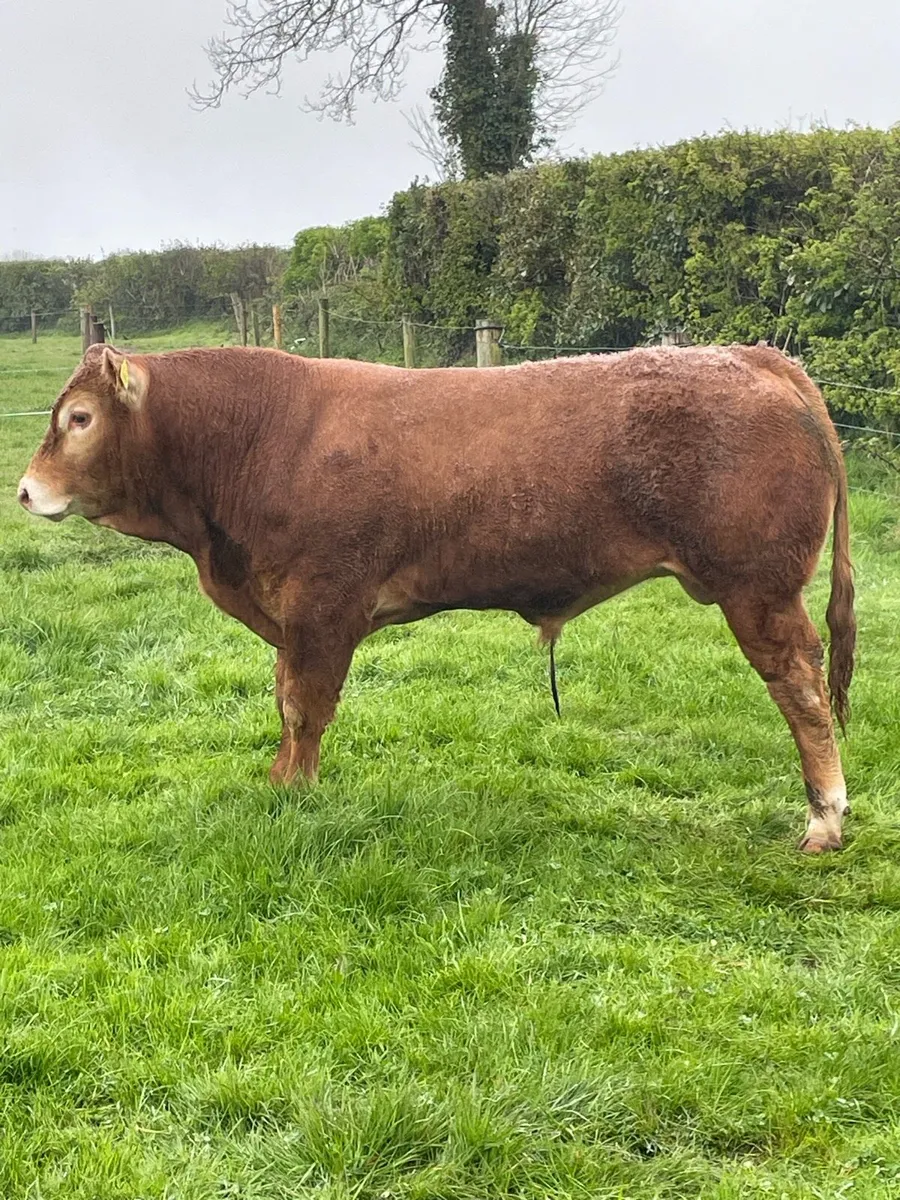 PBR limousin bull - Image 2