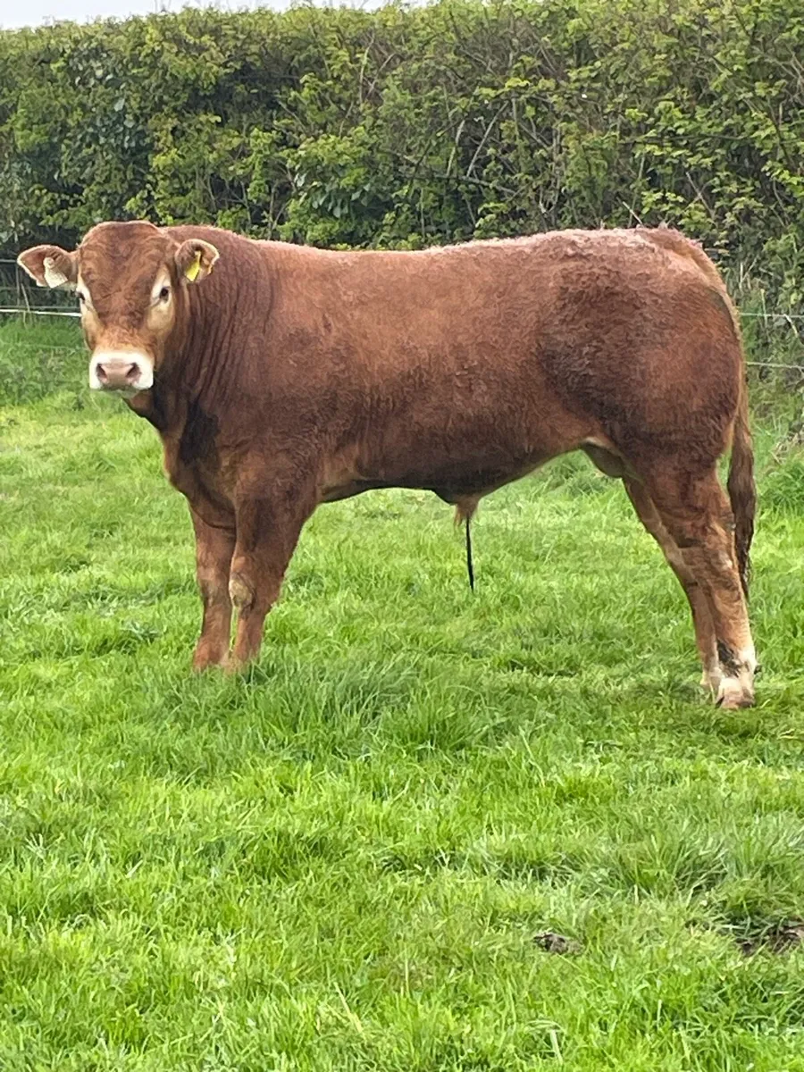 PBR limousin bull - Image 4