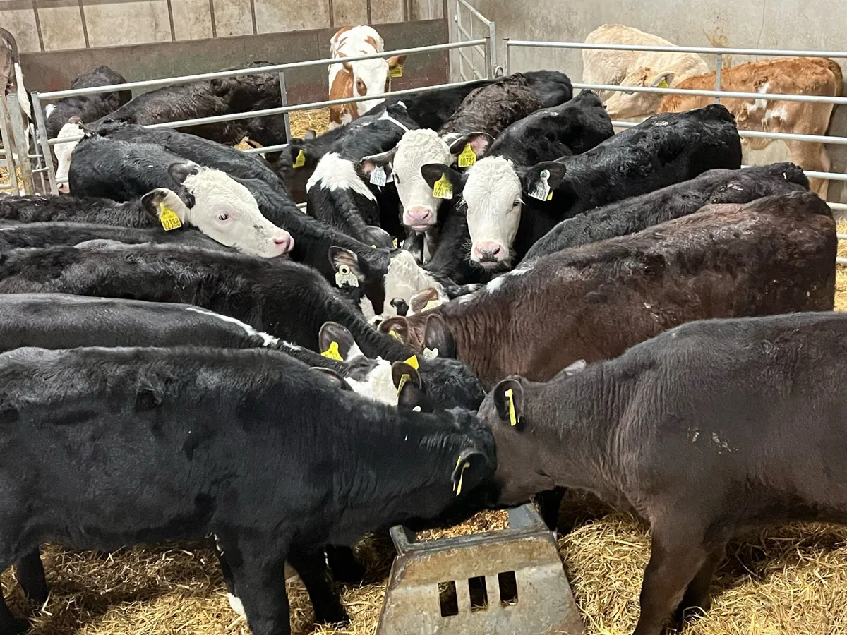 Super Hereford & Angus Heifer Grass Calves - Image 1