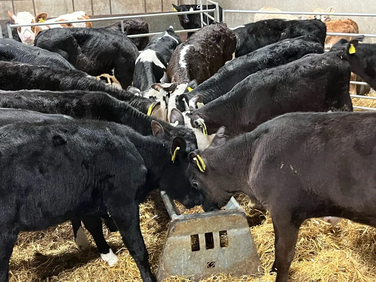 Super Hereford & Angus Heifer Grass Calves - Image 2