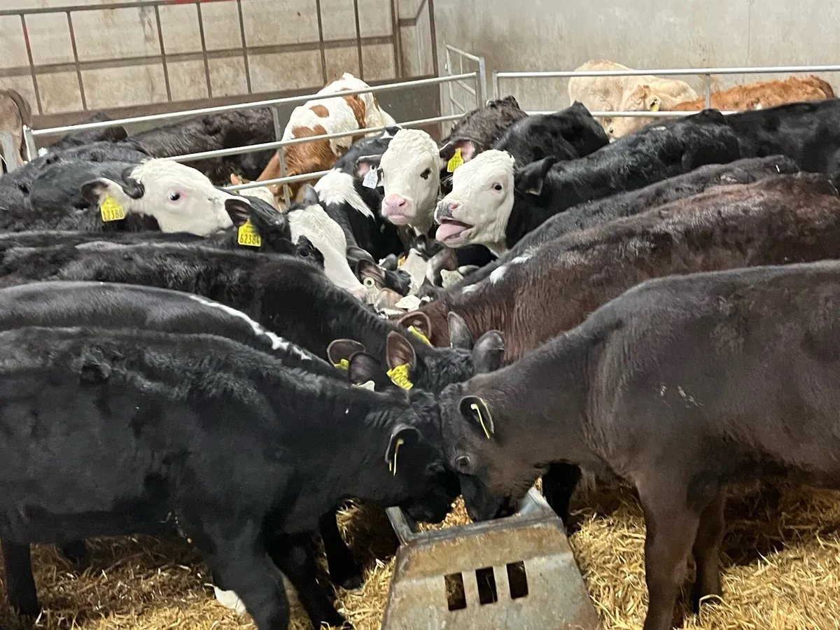 Super Hereford & Angus Heifer Grass Calves - Image 3