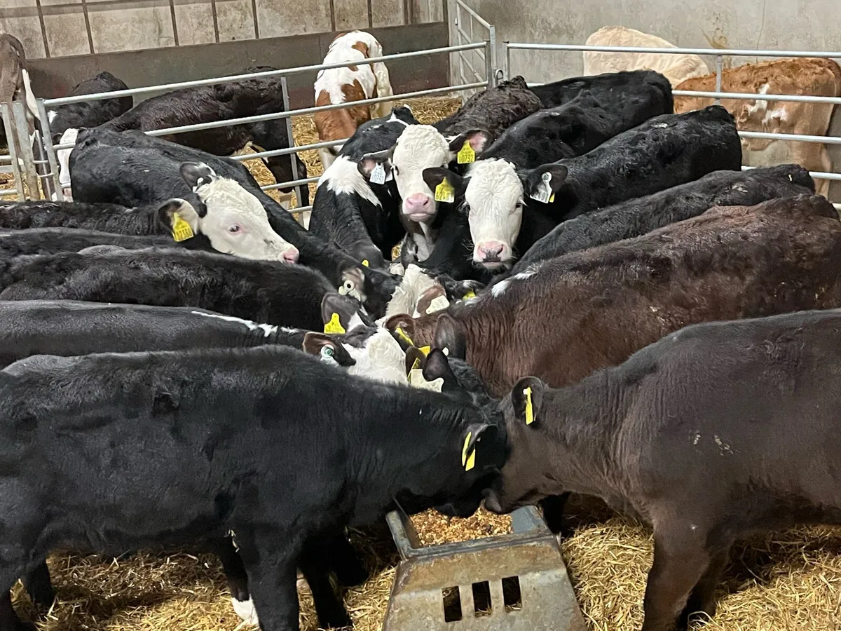 Super Hereford & Angus Heifer Grass Calves - Image 4