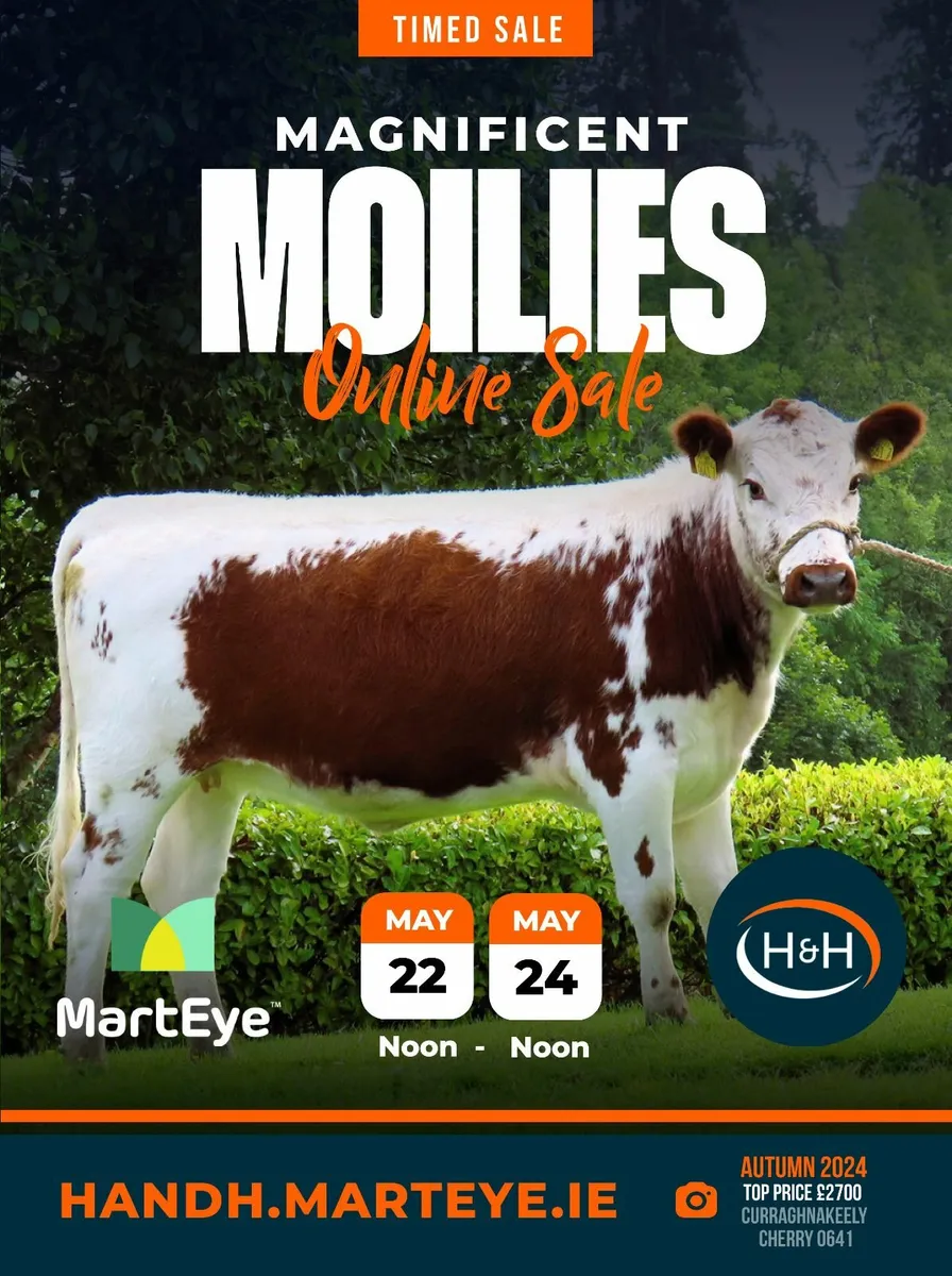 Magnificent Moilies Online Timed Auction - Image 1