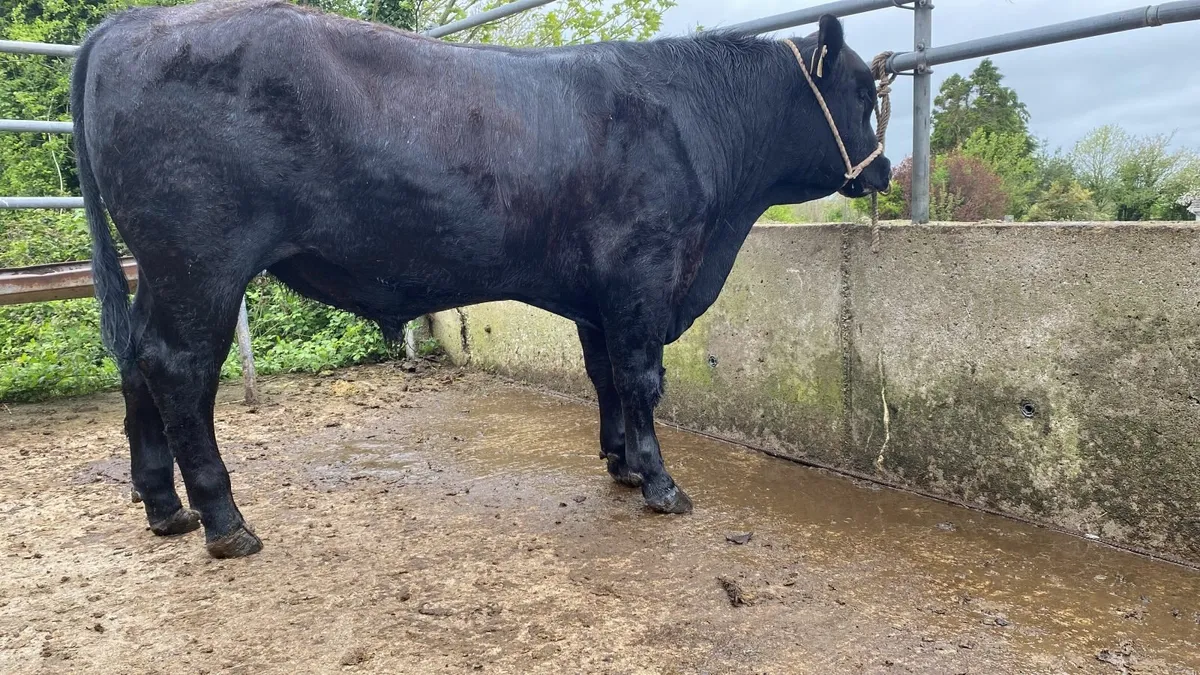 Angus Bull