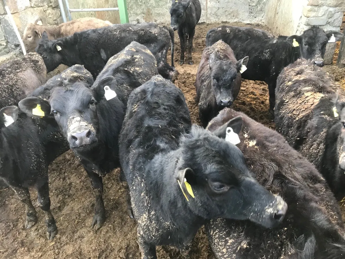 Cattle - Image 1
