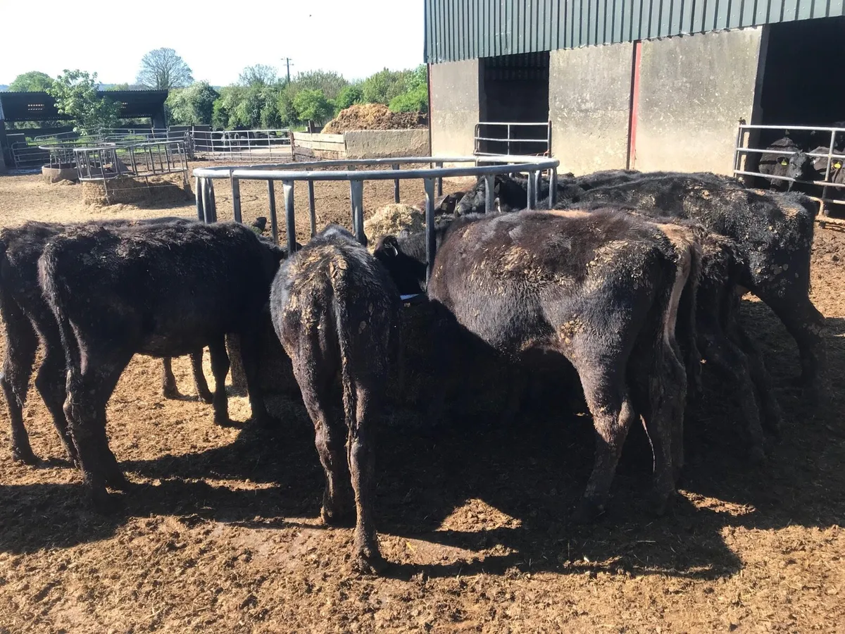 Cattle - Image 2