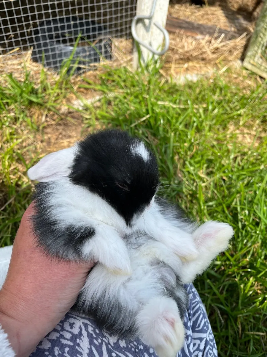 Rabbits, Bunnies /Minilops and Netherland Dwarves - Image 2