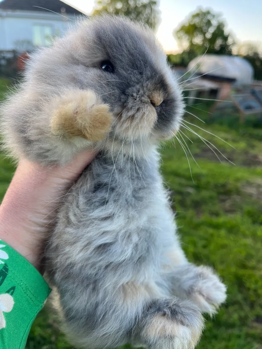 Rabbits, Bunnies /Minilops and Netherland Dwarves - Image 3