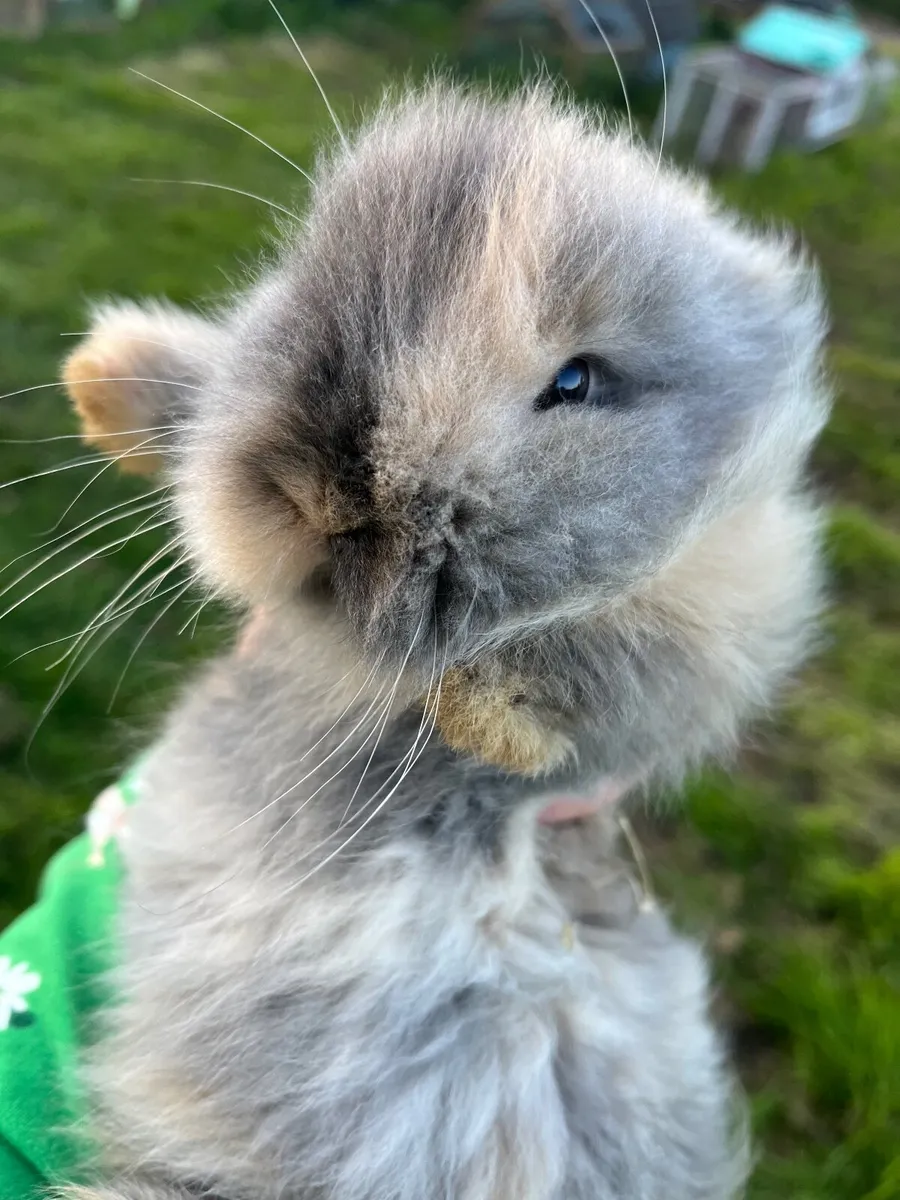 Rabbits, Bunnies /Minilops and Netherland Dwarves - Image 4
