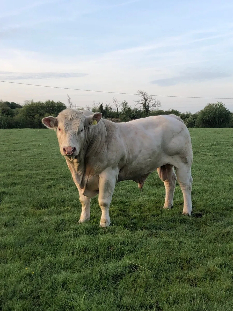 Charolais bull - Image 2