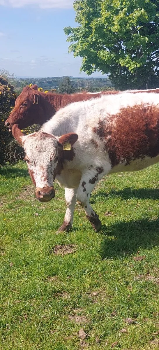2 Pedigree Irish Moilie Maiden Heifers - Image 1