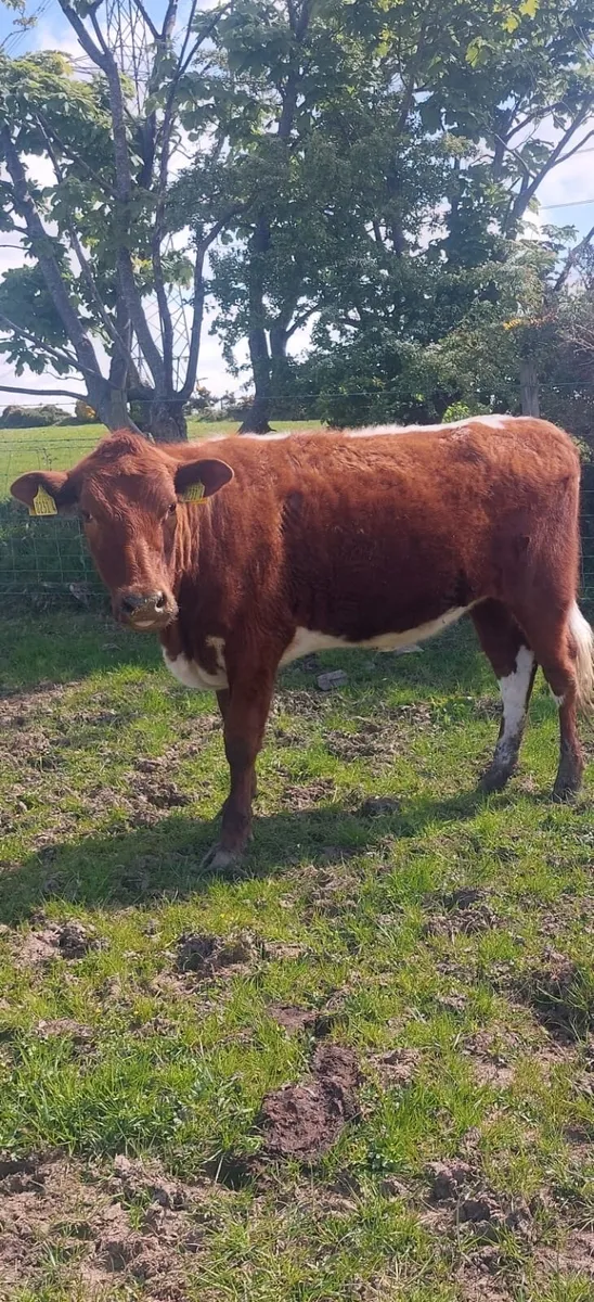 2 Pedigree Irish Moilie Maiden Heifers - Image 2
