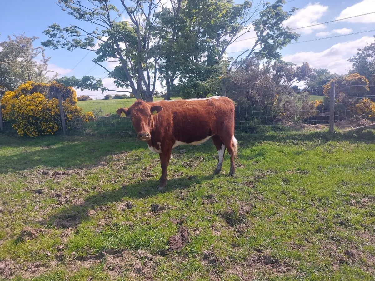 2 Pedigree Irish Moilie Maiden Heifers - Image 3