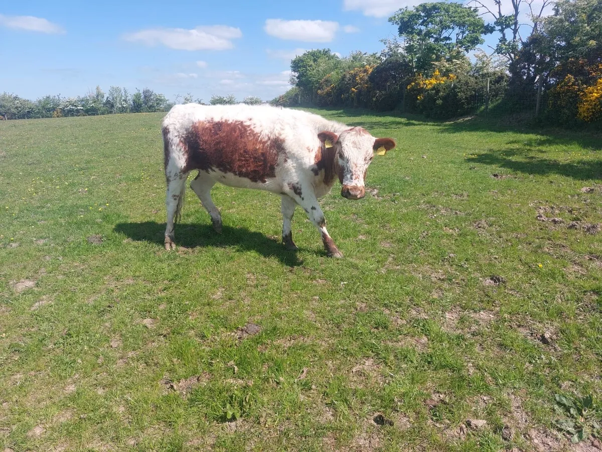 2 Pedigree Irish Moilie Maiden Heifers - Image 4