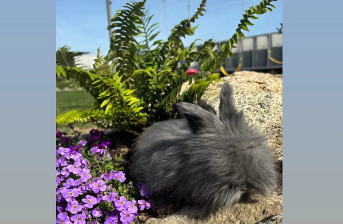 Rabbit - Image 2