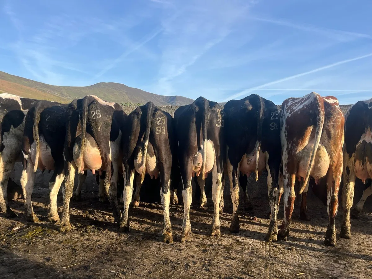 Freshly calved heifers for sale - Image 1