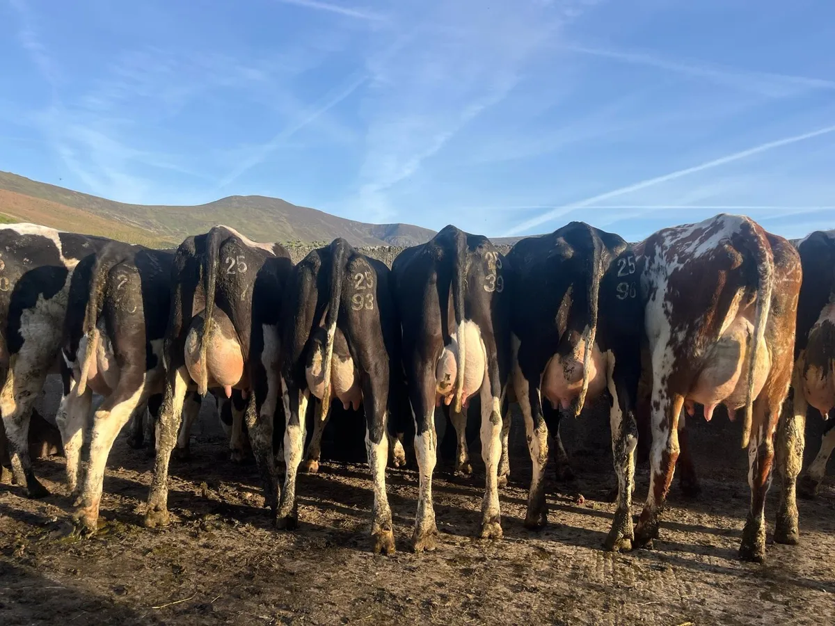 Freshly calved heifers for sale - Image 2