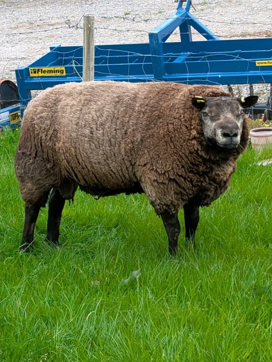 Pedigree Blue Texel Ewe Lambs - Image 1