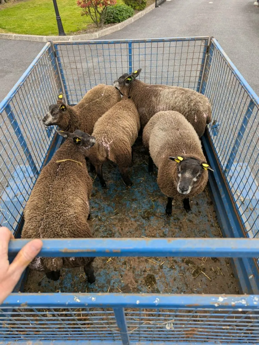 Pedigree Blue Texel Ewe Lambs - Image 2