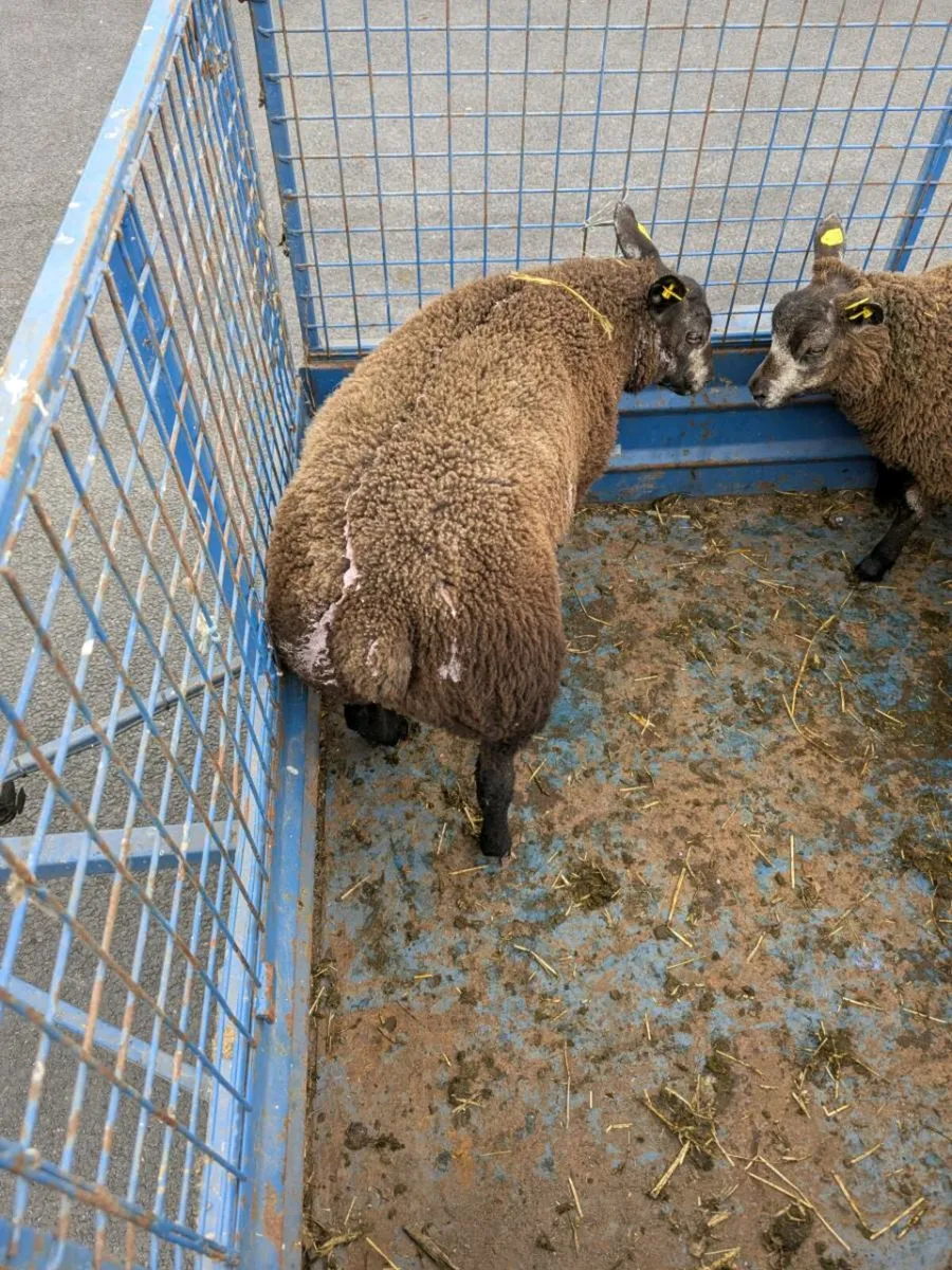 Pedigree Blue Texel Ewe Lambs - Image 3