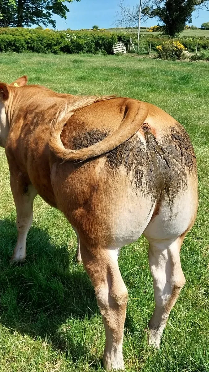 Ped limousin heifers - Image 2