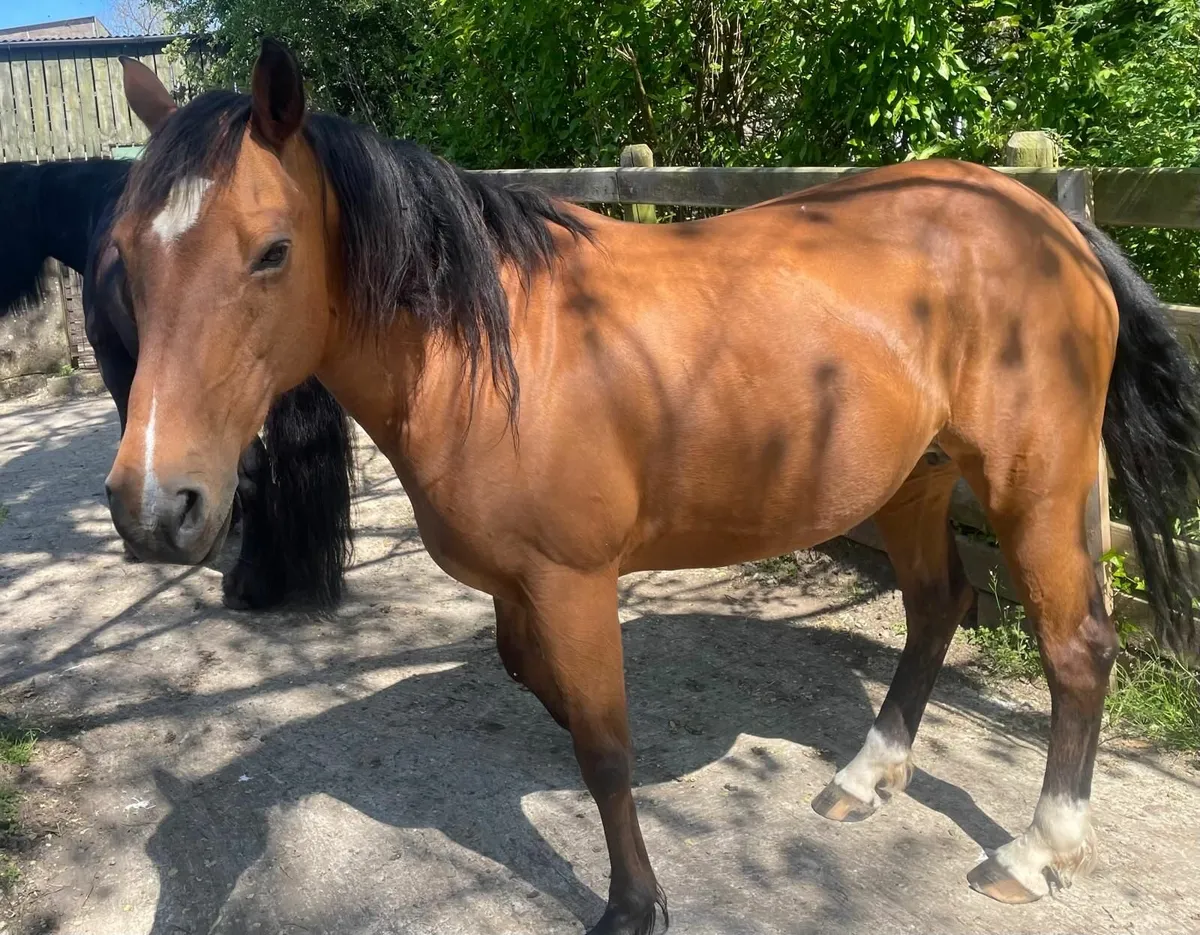 18 year old brood mare - Image 2