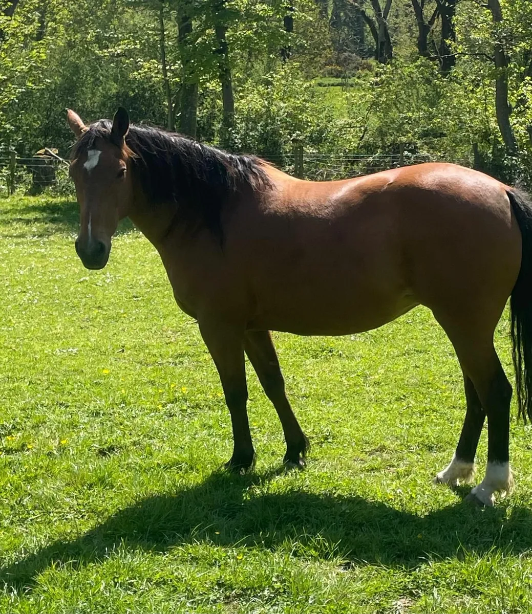 18 year old brood mare - Image 3