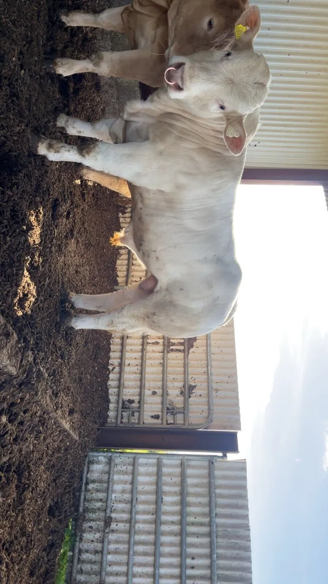 Charolais bull - Image 1