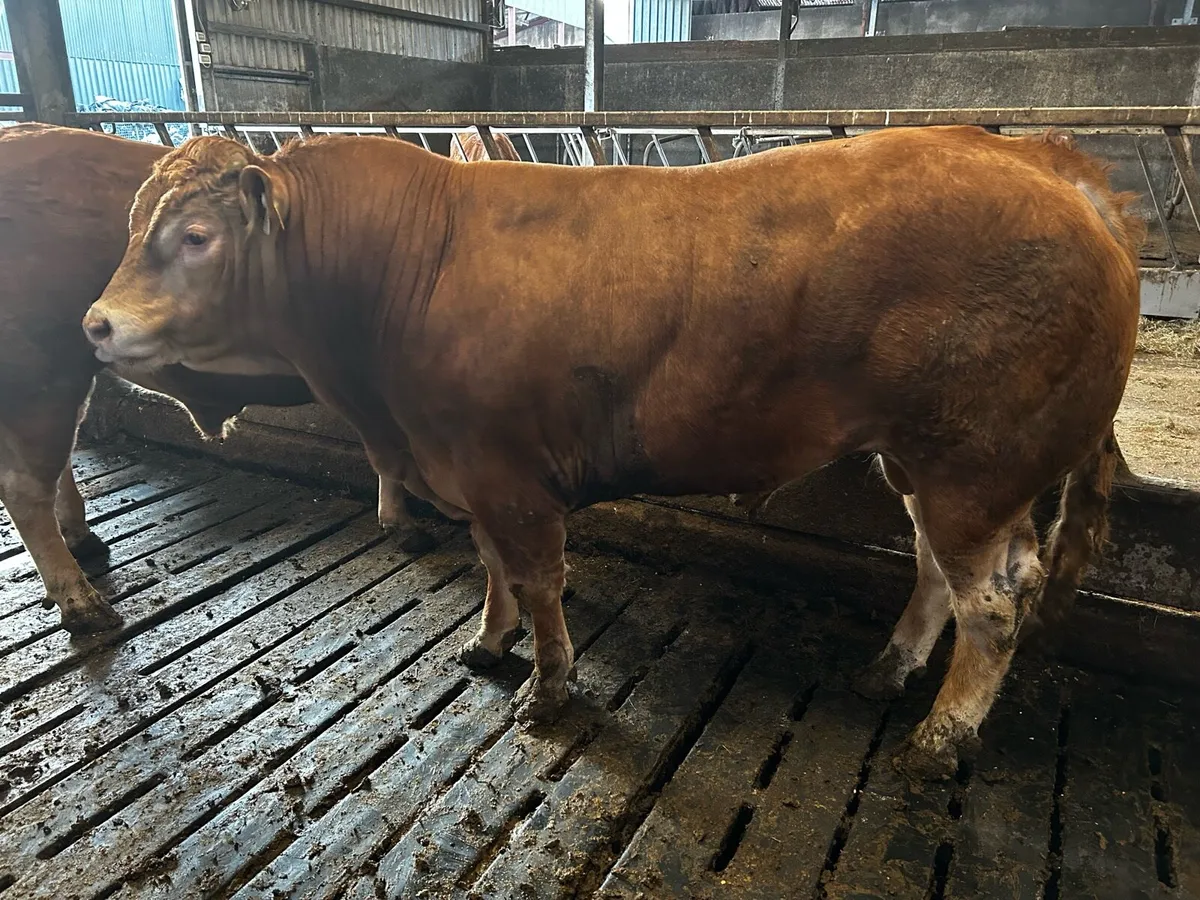 Limousin bulls - Image 1