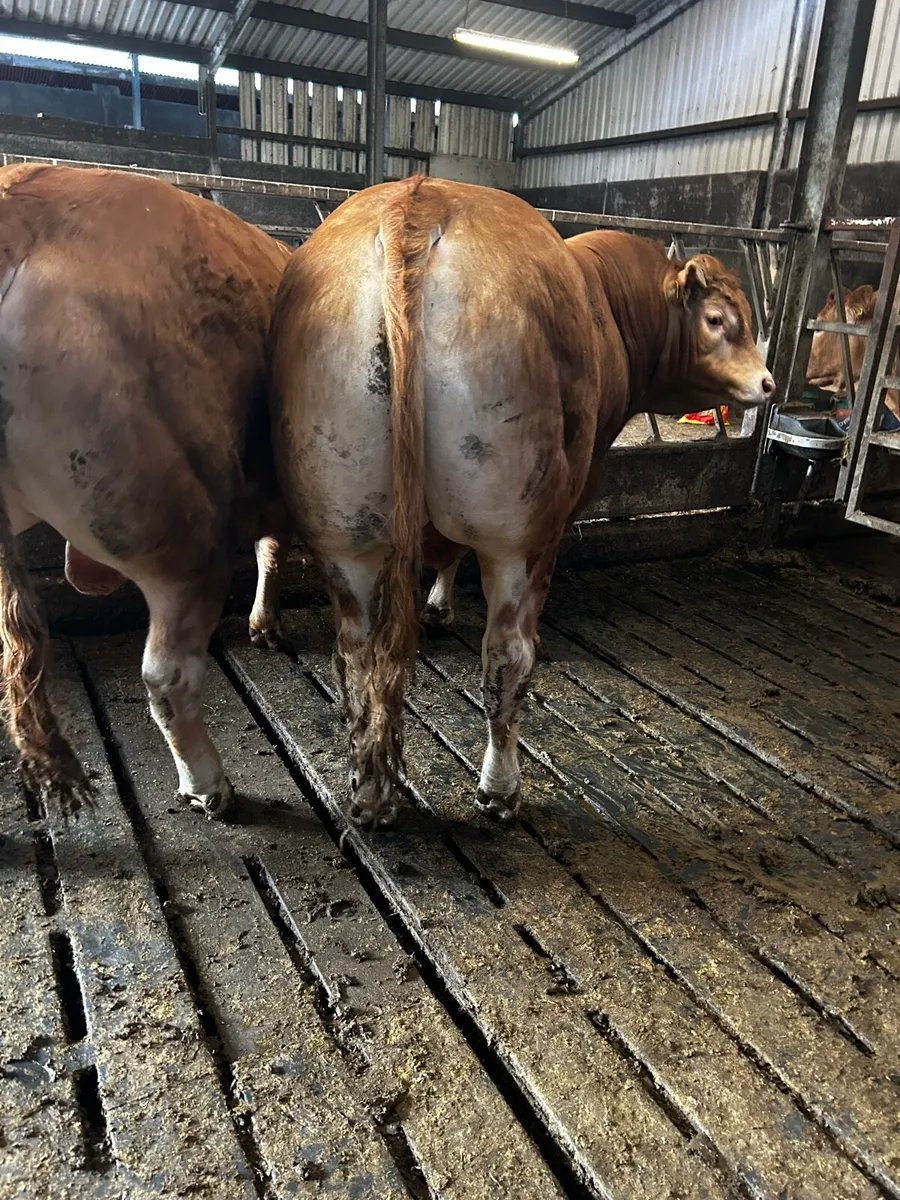 Limousin bulls - Image 2