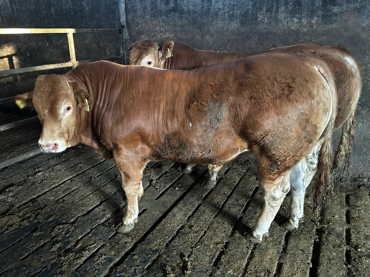 Limousin bulls - Image 4