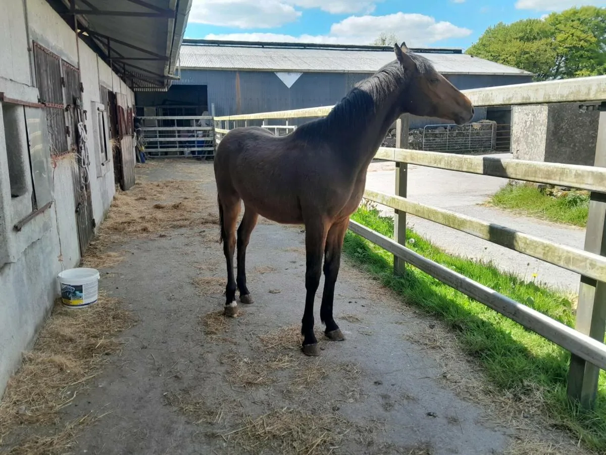 Yearling filly for sale - Image 1