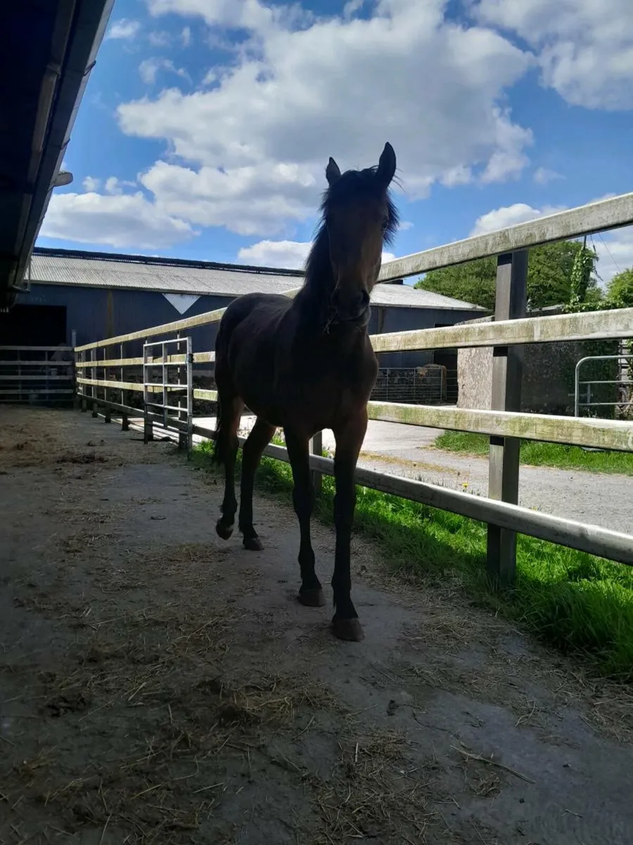 Yearling filly for sale - Image 2