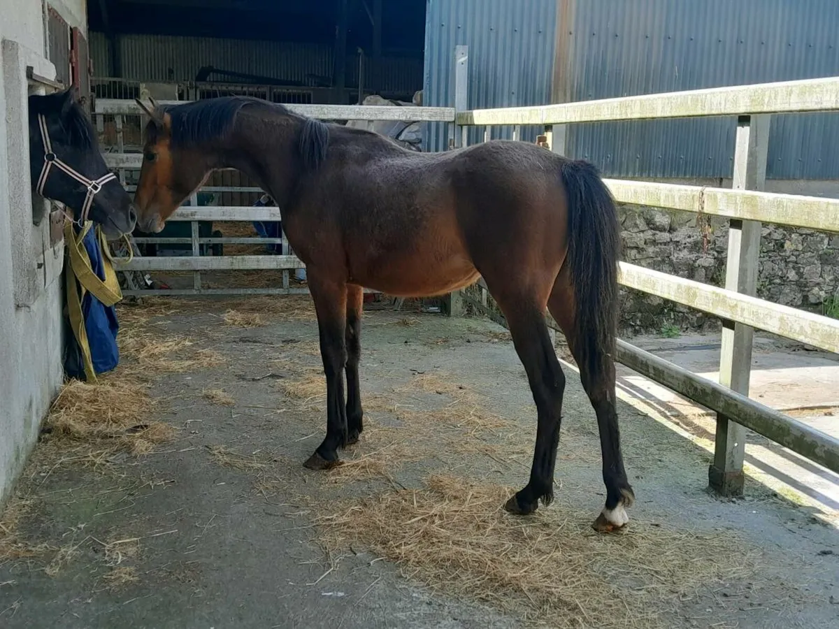Yearling filly for sale - Image 3