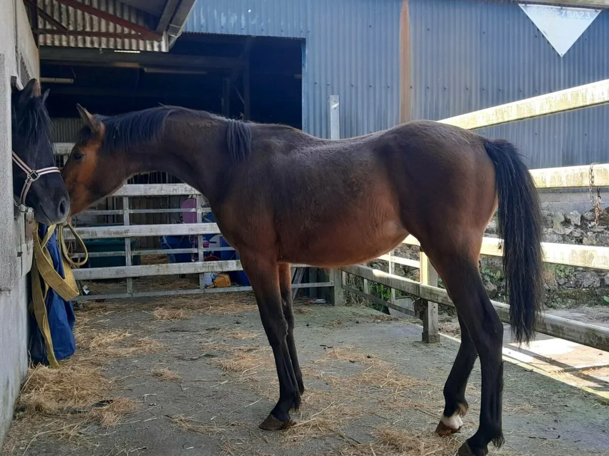 Yearling filly for sale - Image 4