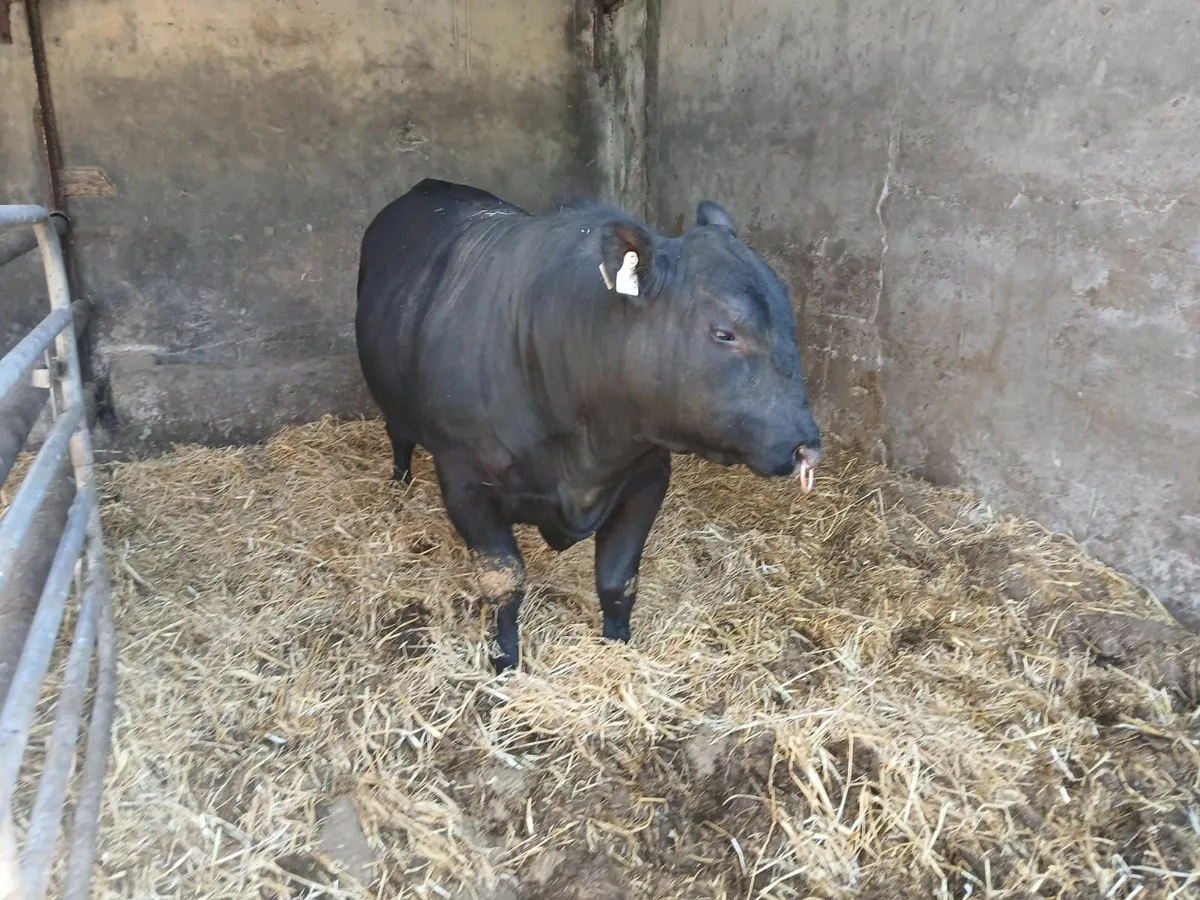 Pedigree Angus bull - Image 2