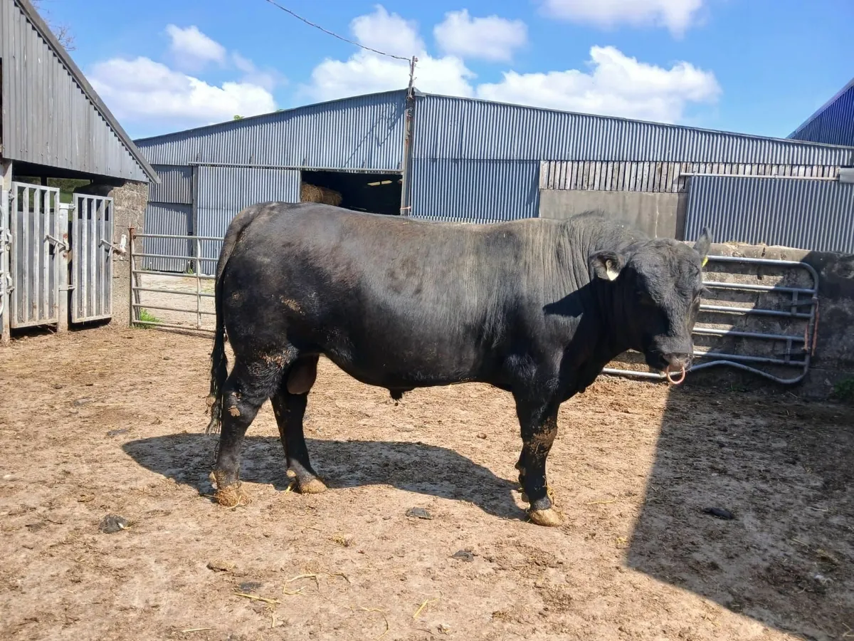 Pedigree Angus bull - Image 1