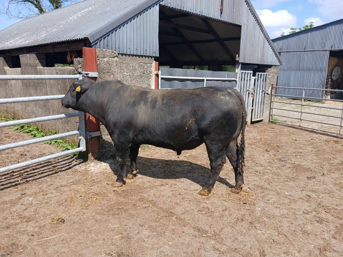 Pedigree Angus bull - Image 3