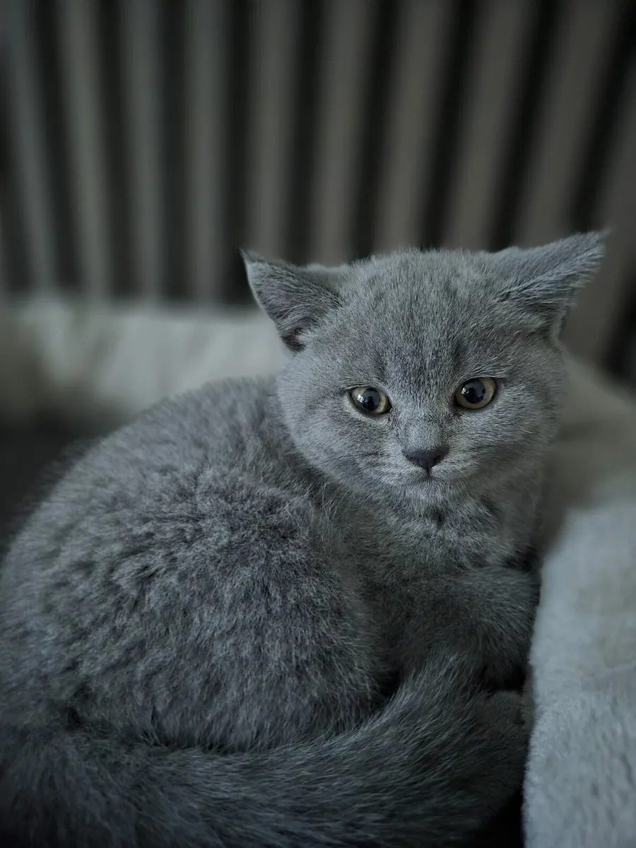 British Shorthair Kittens - Image 1