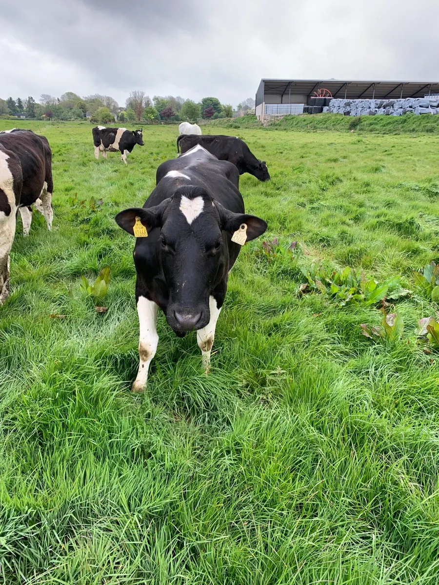 8 BF Freshly Calved Heifers for sale - Image 1