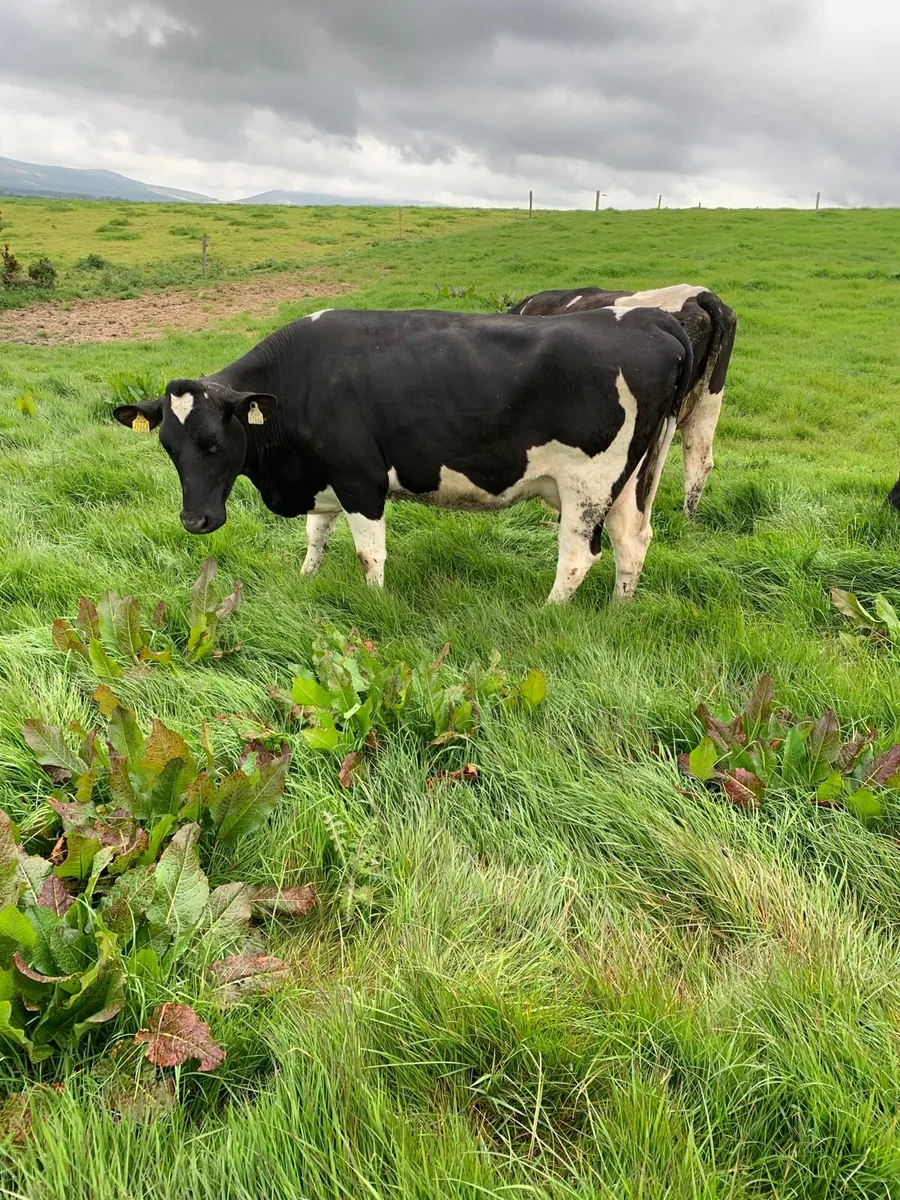 8 BF Freshly Calved Heifers for sale - Image 2